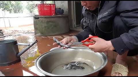 CÁCH LÀM NGÂM RƯỢU CON TẮC KÈ - CÁCH LÀM THỊT CON TẮC KÈ