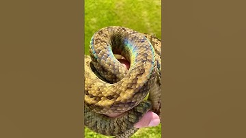 ☀️🏆🤩 Scrub Python Iridescence