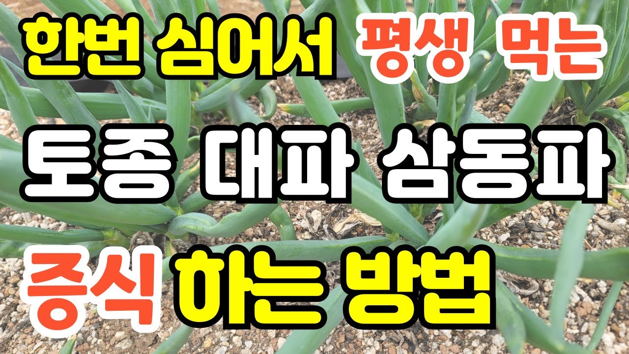 삼동대파무한반복먹는방법 삼동파증식하는방법 대파옮겨심는방법 삼동파주아만드는방법