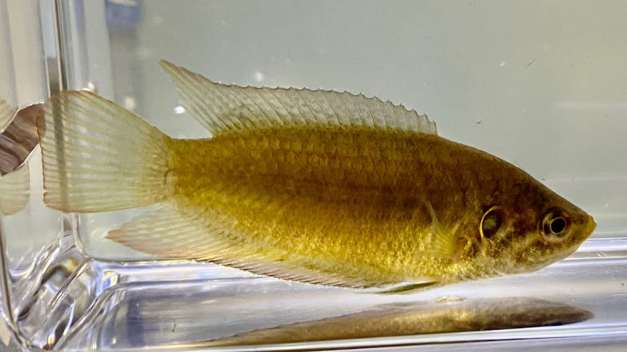 激レア外来魚幻のチョウセンブナ採集 ガサガサ Youtube
