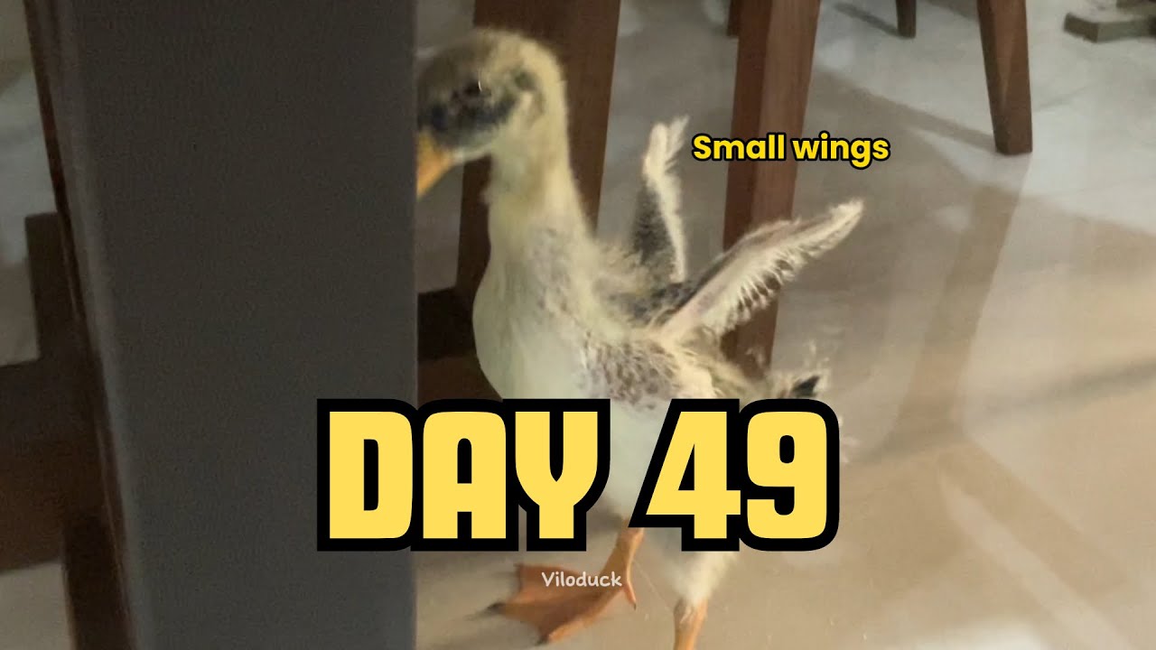 Day 49- growth evolution of my duck Vilo! The duck is in the process of ...
