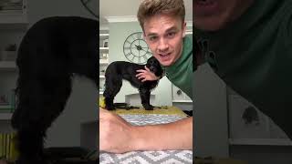 Working Cocker Spaniel Full Groom (with clippers)