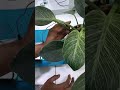 Soil Moisture Monitoring Project 🌱 | Student Innovation Under Ruqaiyya Ma'am | IoT Project 2026