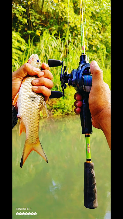 Mancing Ikan Hampala Di Sungai Opak Pagi Hari