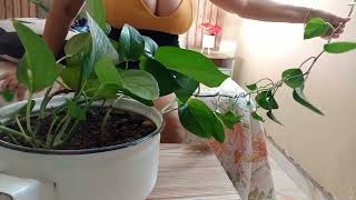 Limpeza Na Planta Estava Um Nojo