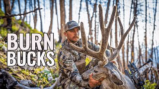 Bowhunting Backcountry Mule Deer | Burn Bucks