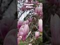 Магнолия в цвету, гиацинты пахнут. Весна в самом разгаре 🌸#краснодарскийкрай #геленджик