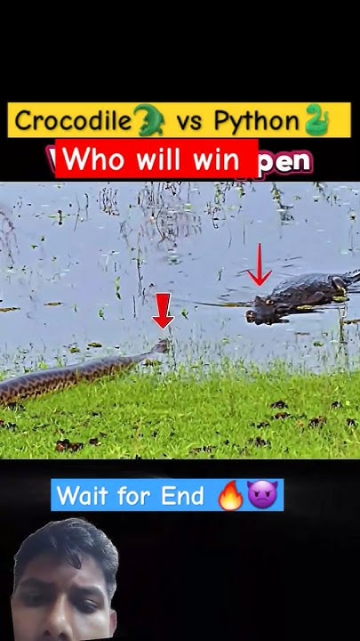 Python Vs Crocodile 🐊 Who will win #wildlife #animals #luckypetshop # ...