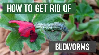 How to Get Rid of Budworms in 4 Easy Steps! [DIY Ornamental Pest Control]