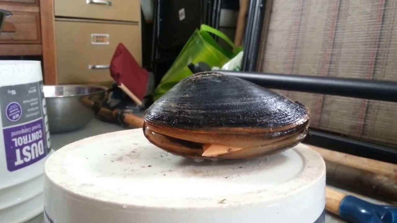 Palourde / Clam Licking Salt