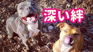 【感動実話】それぞれ住む家を失った2匹の犬…深い絆で結びついた彼らが見せる笑顔が素敵過ぎる！