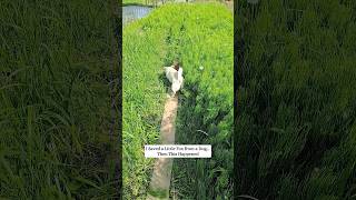 I Saved Little Fox From A Dogthen This Happened