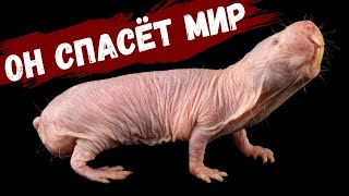 НЕ СТАРЕЮЩЕЕ существо голый землекоп