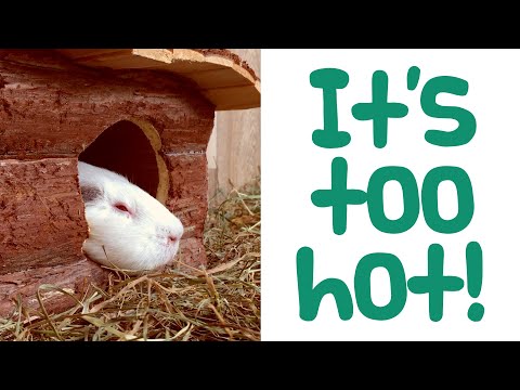 Video: Kā novērst jūrascūciņas pārkaršanu karstā laikā: 13 soļi