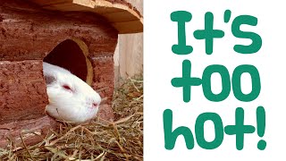 How to Keep Guinea Pigs Cool in Hot Weather & Heatwaves | Guinea Pig Care & Tips by Guinea Piggles 4,760 views 1 year ago 8 minutes, 14 seconds