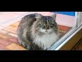 庭に住み着いていた野良猫の親子。住人の素敵なアイデアと優しさが極寒の冬から親子を守ってくれた。【nekoの部屋】