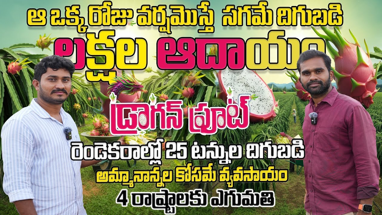 DRAGON FRUIT FARMING IN BIO METHOD  I బయో పద్దతిలో డ్రాగన్ సాగు I 25 సంవత్సరాల జీవిత కాలం PROFITABLE