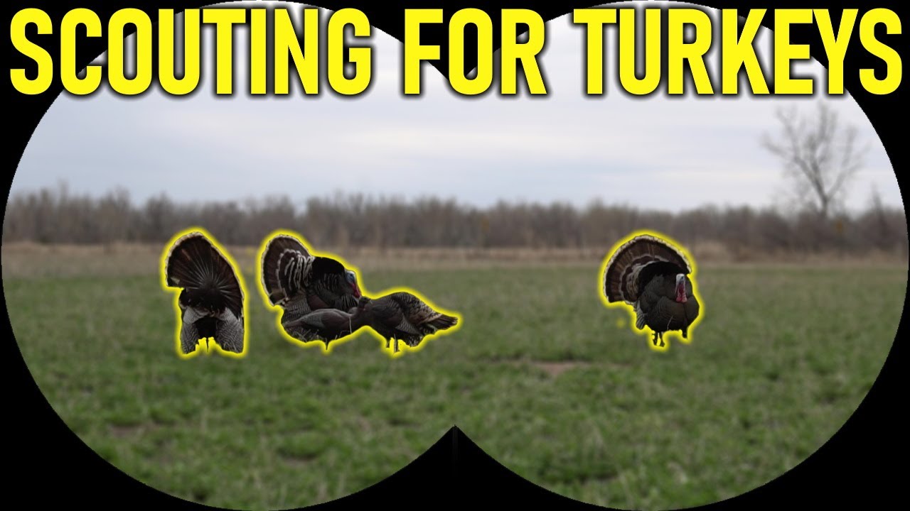 How To Scout for Turkeys | Turkey Hunting for Beginners - YouTube