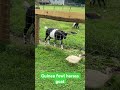 #guineafowl harass #goat    (Just hanging around, actually)