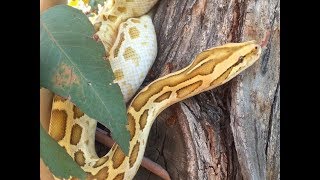 Celebrity Hypo Burmese Python enjoying some outside time Profile