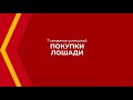 Онлайн курс обучения «Коневодство» - 7 секретов успешной покупки лошади