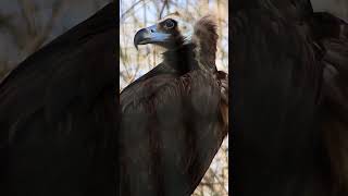 Ptera and her watchful eyes | Blank Park Zoo  #animals #wildlife #shorts