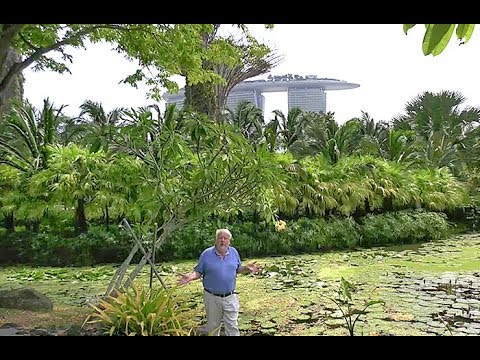 Vidéo: Inspirer la maison avec un jardin par niveau à Singapour