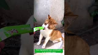 Sunipet SuniChups Hairball Control video