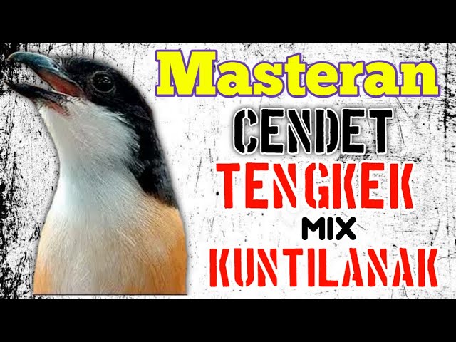 Masteran Tengkek mix Kuntilanak Pas Banget Untuk Cendet Anda.! class=