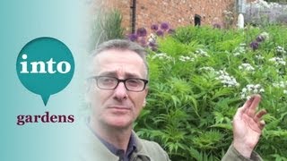 Know Your Weeds: Cow Parsley