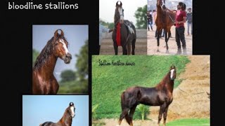 🏆🏆top 10 devli bloodline stallions 🏆🏆((part 1 ))