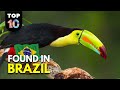 10 UNIQUE Animals Found in Brazil 🇧🇷
