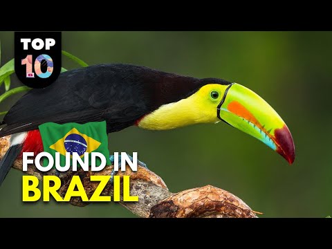 10 UNIQUE Animals Found in Brazil 🇧🇷