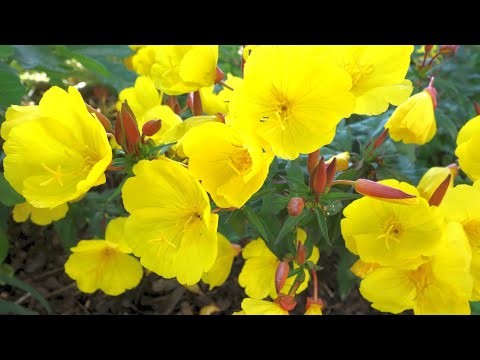 Nachtkerze einfach als Heilmittel nutzen | Heilpflanzen A-Z