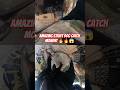 The Bad Boys Sleeping Dog Catch#streetdogrevival #dog #rescue #sleep #shorts #ytviral