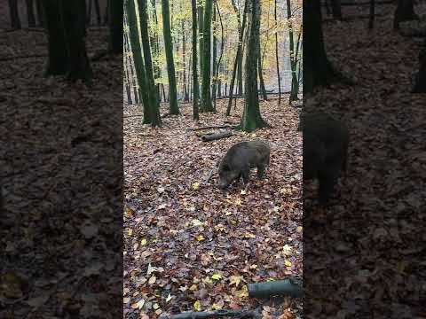 Напали в лесу