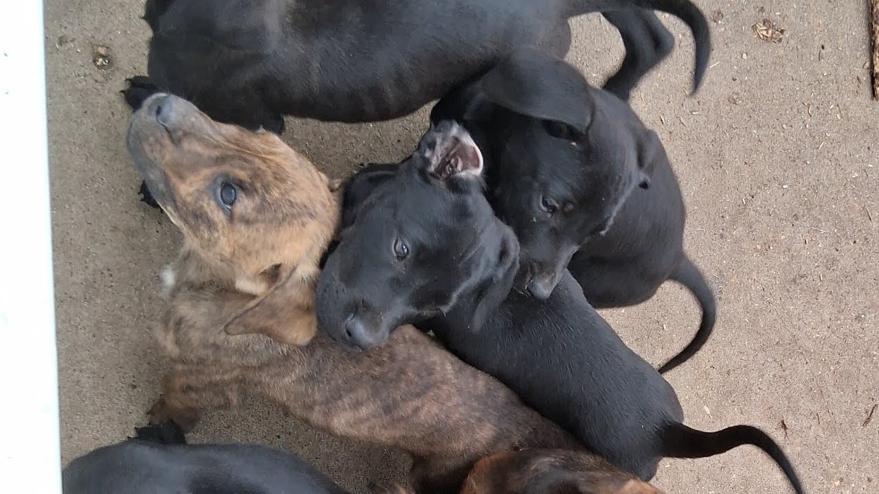 Fundi Fe is live with Puppies in the cold