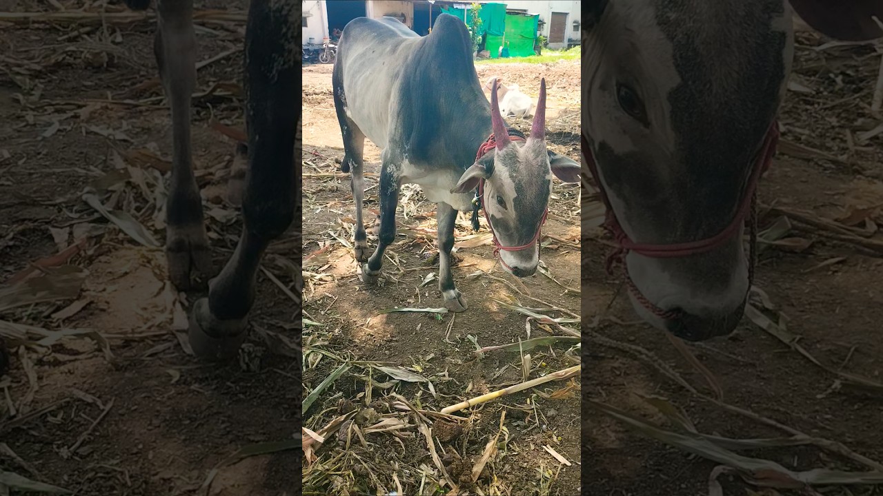 Chalisgaon bail bazaar bail 