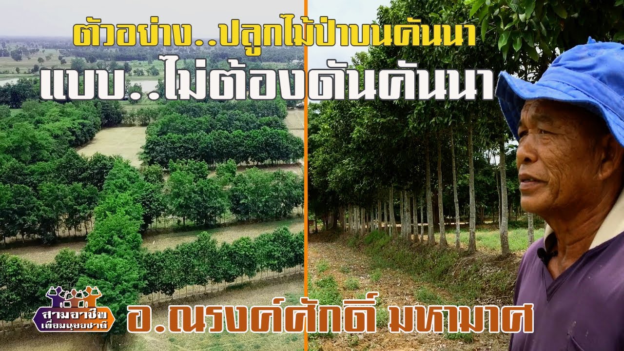 ตัวอย่าง..ปลูกไม้ป่าบนคันนา "แบบ..ไม่ต้องดันคันนา" อ.ณรงค์ศักดิ์ มหามาศ//สามอาชีพฯ