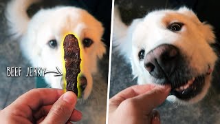 EASY HOMEMADE DOG TREAT RECIPES! (Super Cooper Sunday #246)