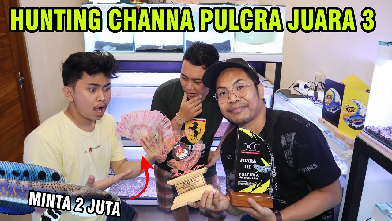 HUNTING CHANNA JUARA III PULCRA! GAS TENGAH MALAM KE SKYLARK AQUATIC