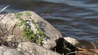 Body Found In Lake Bemidji Identified