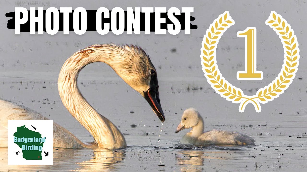 Photography Contest Winners Announced! (Migration Madness)