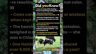 This Cow Walked 300 Miles Just To Go Home