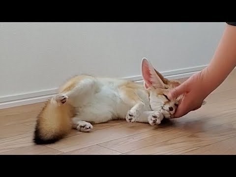 A fennec fox with the happiest expression on its face with its mama all to itself