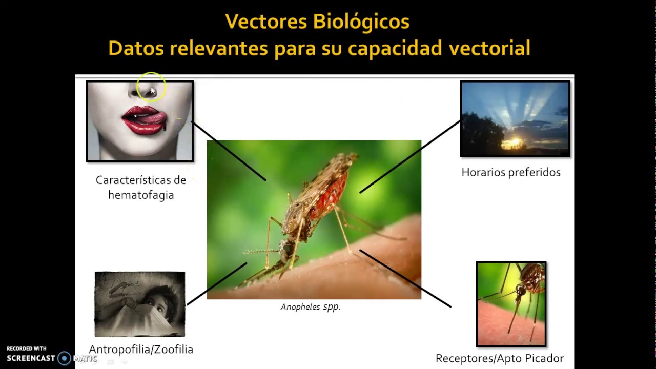 Atropodos III Vectores - YouTube