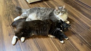 娘の前に寝転ぶとソファまで運ばれる猫　ラガマフィンA cat that is carried to the sofa when lying down. Ragamuffin.