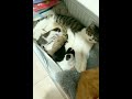 gatitos boxeadores