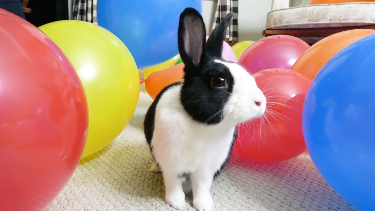 Surprising a rabbit by filling his room with balloons - YouTube