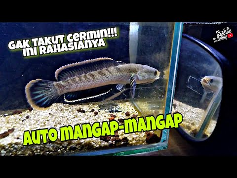 Video: Bagaimana Mengatasi Ketakutan Anda Terhadap Cermin